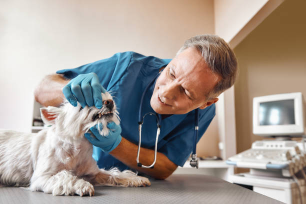 Best After-Hours Emergency Dentist in Sulphur Springs, AR
